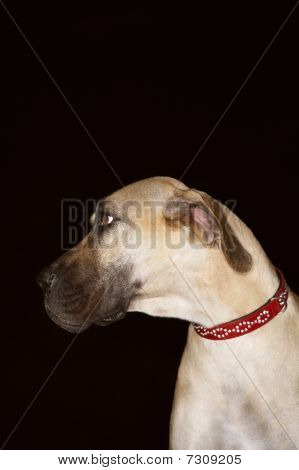 บราซิล Mastiff (fila Brasileiro), close-up