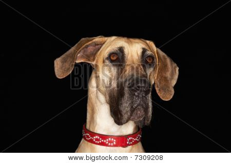 บราซิล Mastiff (fila Brasileiro), close-up