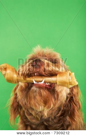 Otterhund mit Rohhaut Knochen close up low Angle view