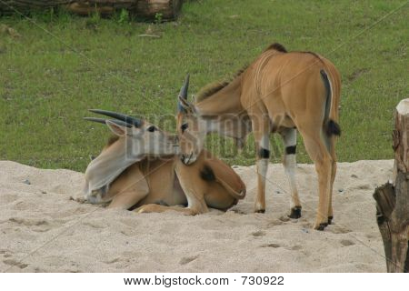 Smooching antilopy