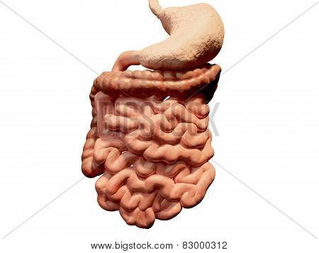 Gastrointestinal tract