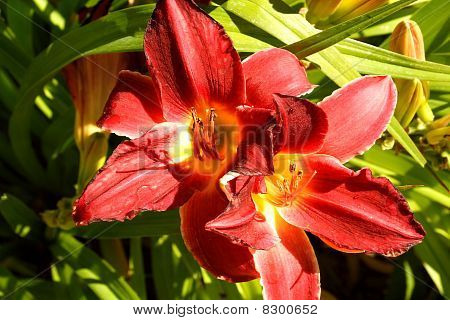 To røde Lillies 2