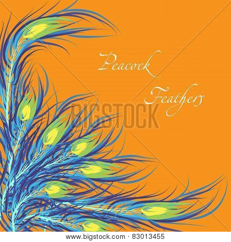 Vector feathers peacock. Orange background. Fashionable design e
