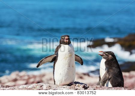 Magellanic Penguin (Spheniscus magellanicus) in Patagonia