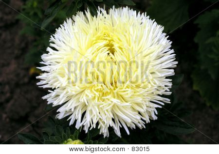 Aster_002