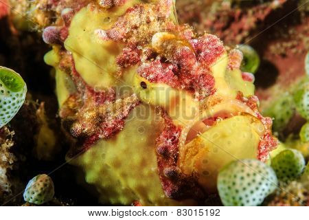 Warty Frogfish