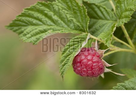 Rasberry