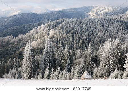 Winter sun landscape in a mountain forest