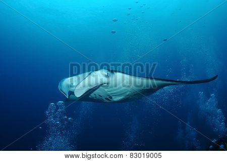 Manta In Bubbles
