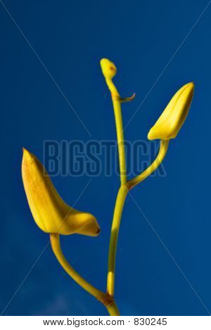 Orchid spruiten