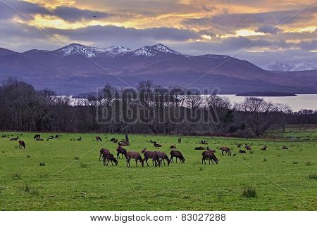 Grazing Deers