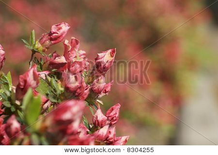 Bloemen in de lente