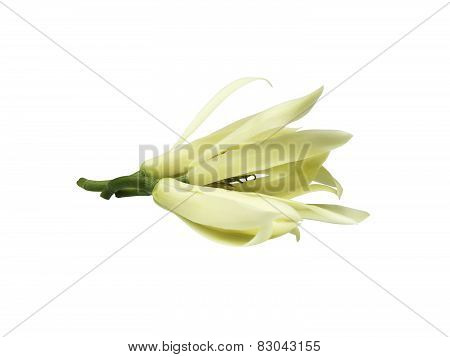 White Champak Flower Isolated On White