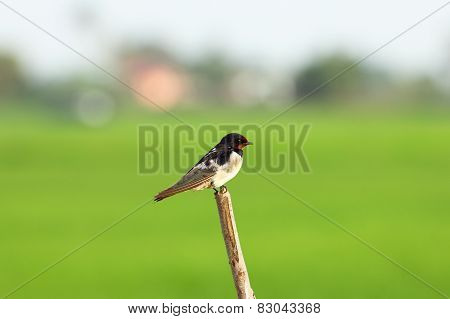 Barn Swallow