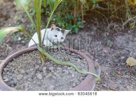 White Cat Fight Green Snake In Untidy Dirty Garden, Danger
