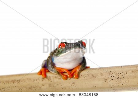 Red eyed tree frog at night on white background