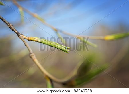 Fresh Leaves