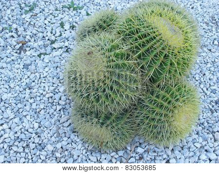 The Golden ball or barrel cactus