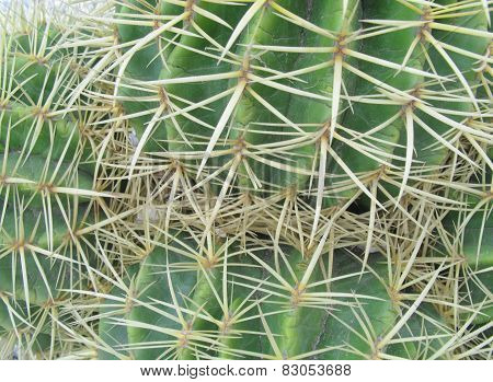 The golden ball or barrel cactus