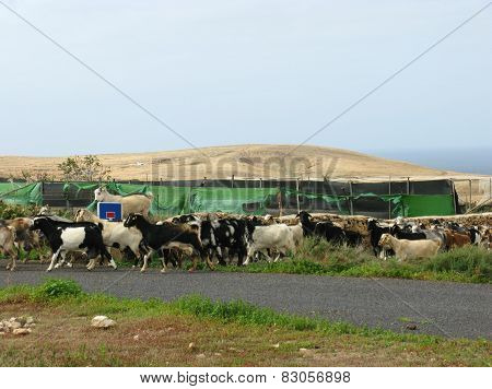 Goats on the road