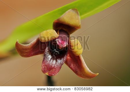 Variable Maxillaria Orchid