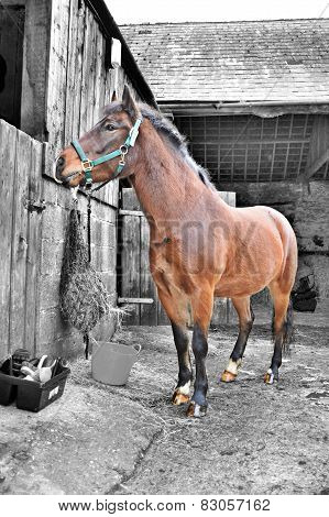 Billy The Horse