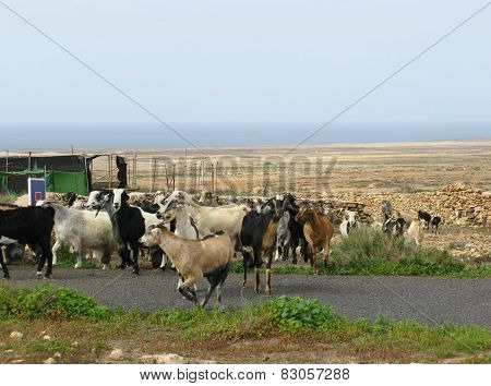 A herd of goats