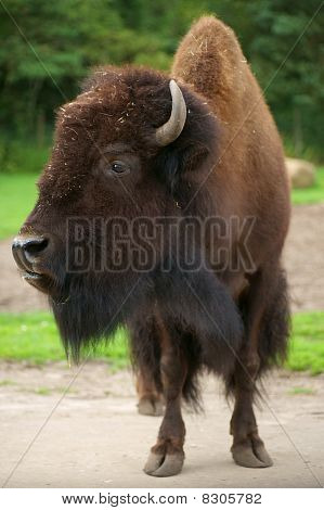 Buffalo ayakta