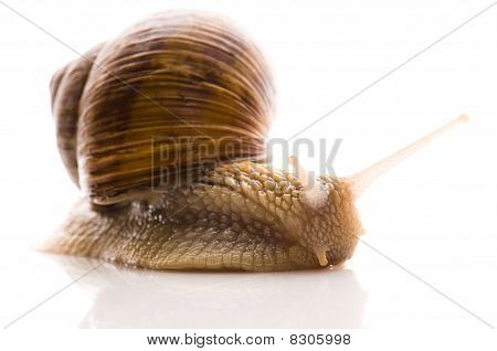 Lumaca. animale isolata on white background