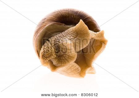 Lumaca. animale isolata on white background