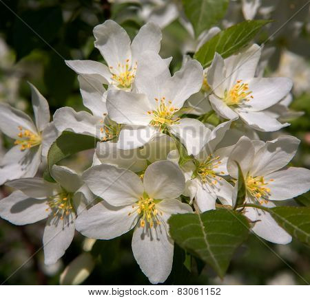 Flowers Of Apple
