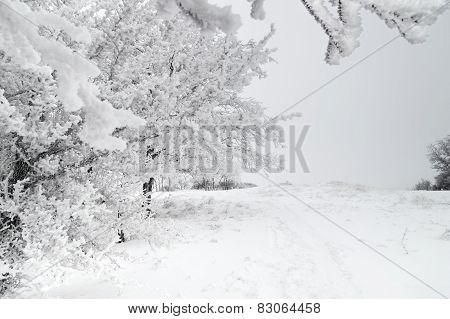 winter forest