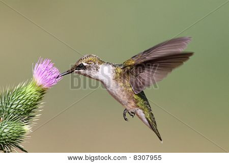 Juvenile Ruby - throated Hummingbird