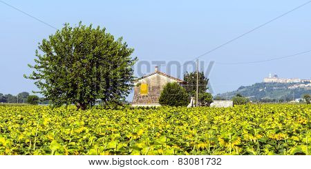 Summer Landscape In Marches (italy)