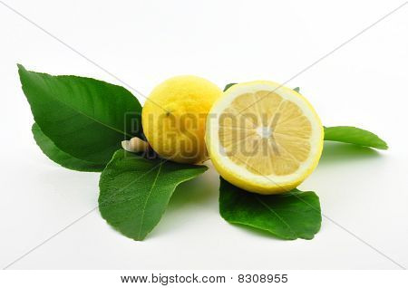 citrony s listy a květy