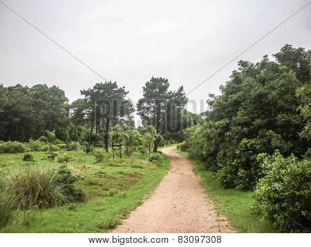 Earth Road In Lussich Arboretum