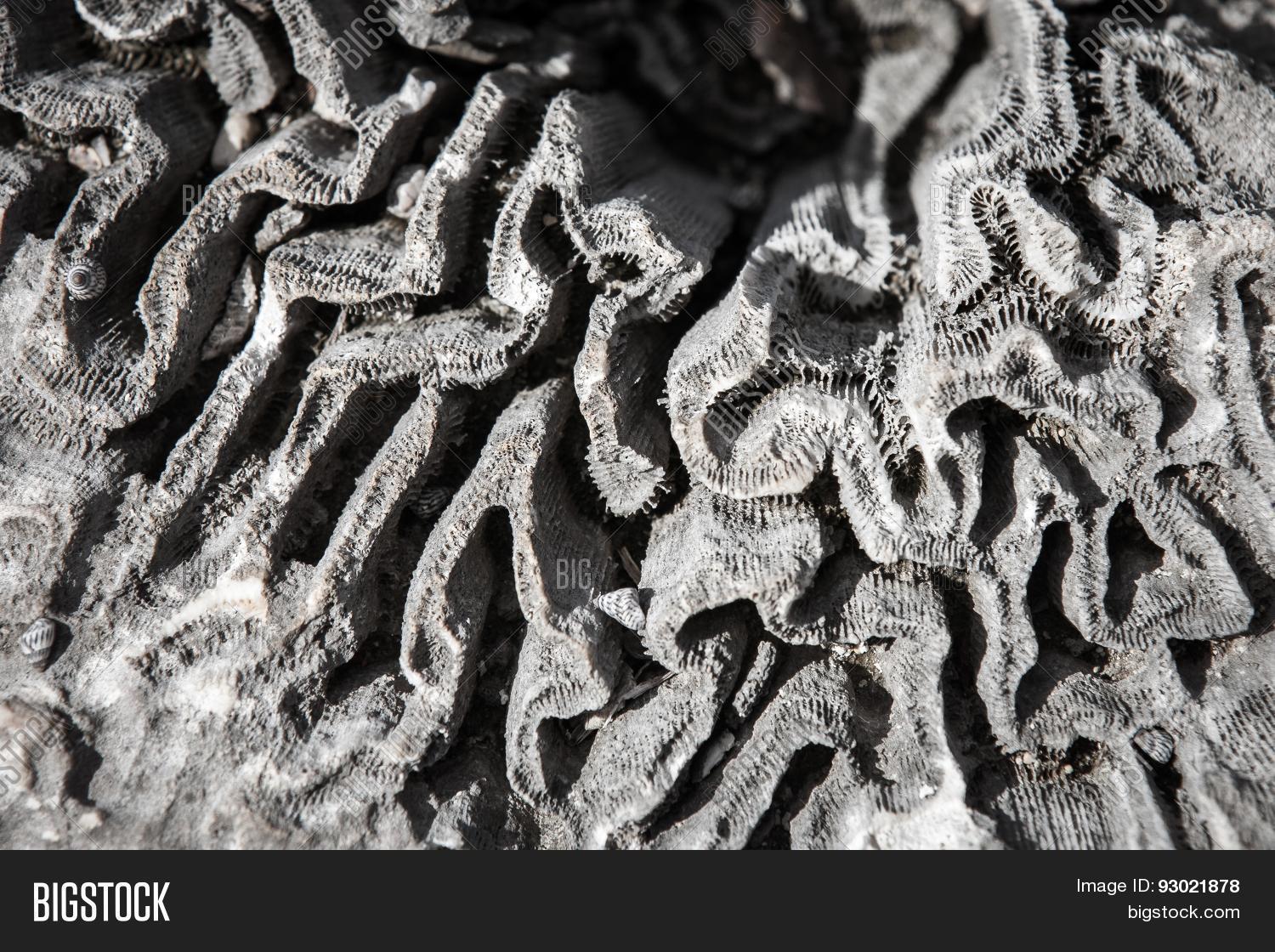 Brain Coral Texture Image & Photo (Free Trial) Bigstock