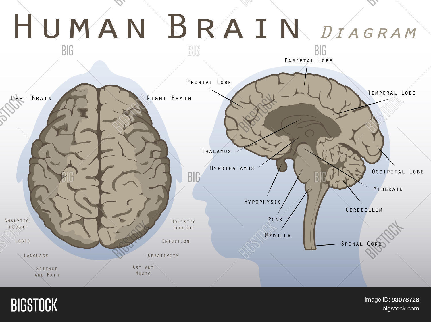 Human Brain Diagram Vector & Photo (Free Trial) | Bigstock