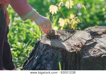 Toddler Child Arm Taking Crawling On Tree Stump Edible Snail