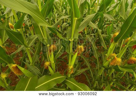 Corn Fields