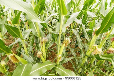 Corn Fields