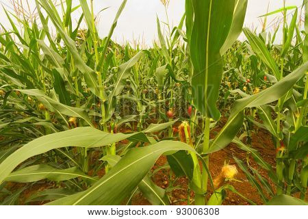 Corn Fields