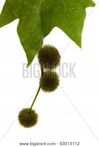Agregate Balls Of The Seeds Of A Plane Tree