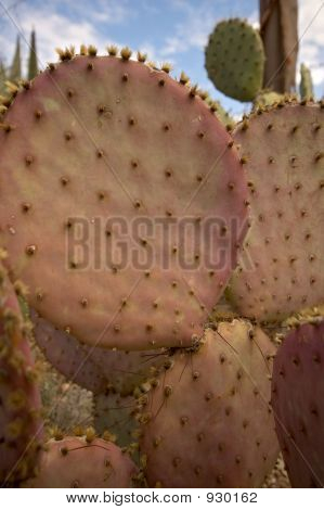 Pricklepear01
