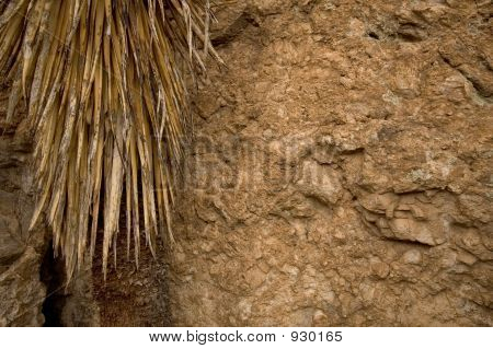 Rockypalm