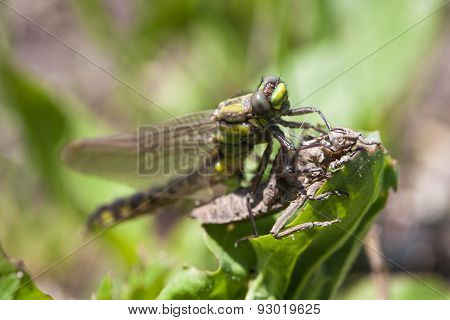 Birth of the dragonflie