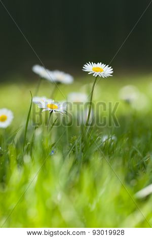 Small Daisies On Green Grass
