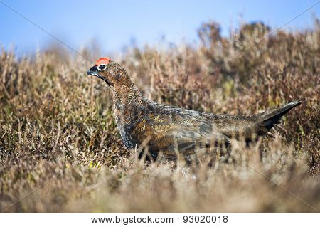 Grouse - Lagopus Lagopus