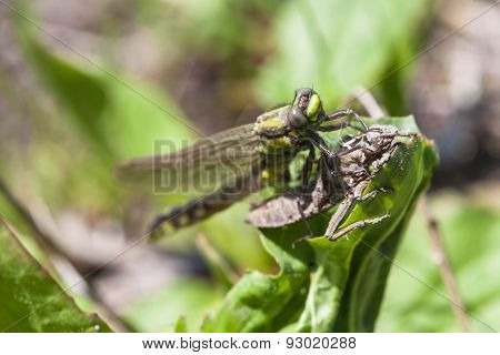 Birth of the dragonflie