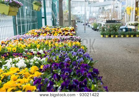 Pansies in a garden store.